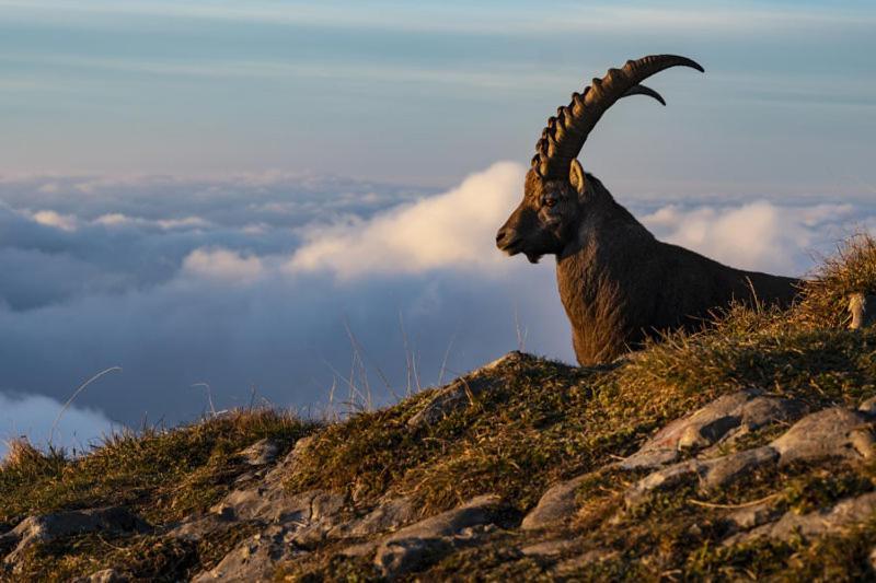 Ferienwohnungen Schantl Schoppernau Luaran gambar